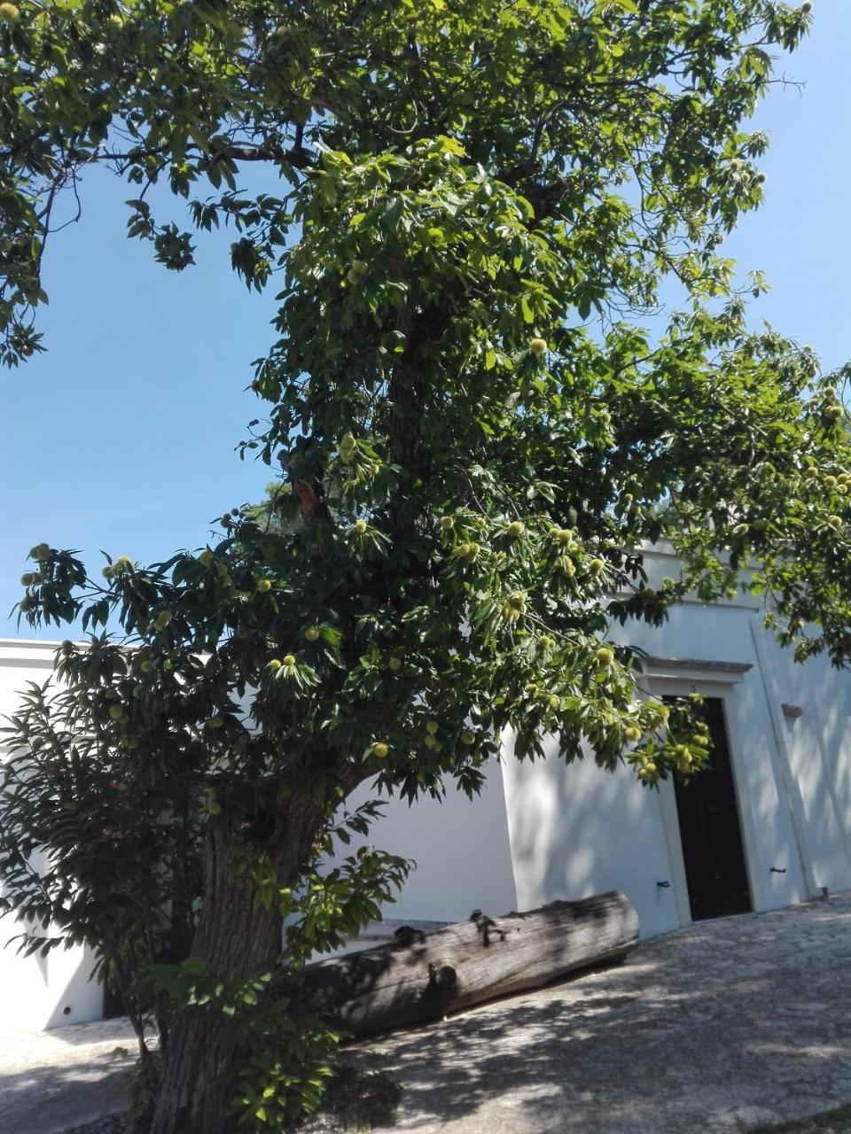 B&B Villa Rosanna Fasano Exterior foto